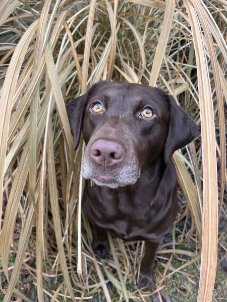 /Images/uploads/Quad City Animal Shelter/qcawc-pet-photo-calendar-contest/entries/30609thumb.jpg